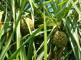 Pandanus odoratissimus L.